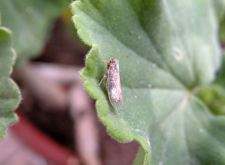 Reptalus sp.